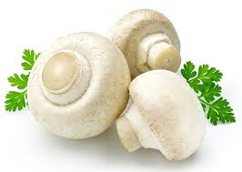 nandikoti_Mashroom Growing Chamber